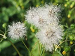 Image result for Senecio luembensis
