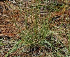 Image result for Sporobolus stapfianus