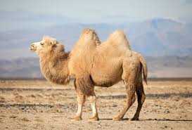 So what are camel humps filled with? Why Do Some Camels Have Two Humps And Others Just One Quora