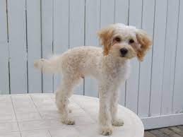 Most maltipoos will need the longer hair around their eyes, nose, and mouth trimmed once a month or so to allow them to see clearly, minimize tear stains, and prevent food from sticking to the fur. Different Looks Of Maltipoos Popsugar Pets
