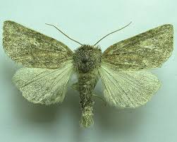 Image result for Photedes fluxa