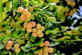 So, sometimes trees have a cycle of fruit bearing, maybe every other year, maybe they bear for 2 years and stop for 3, and so on. How Many Years Do Ginkgo Trees Bloom And Bear Fruit The Plant Aide