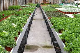 Pavilion Nursery 1st May 2014 Summer Color Plants Www Thepavilion Ie Fine Gardening Plant Nursery Garden Center