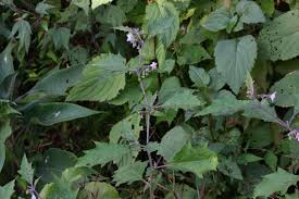 Image result for Solanum anguivi