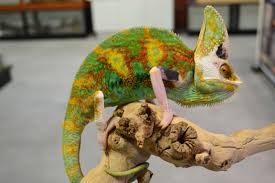 Translucent Male Veiled Chameleon Veiled Chameleon Reptile Room Betta Aquarium