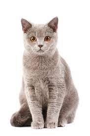 Brits Korthaar Kattenrassen