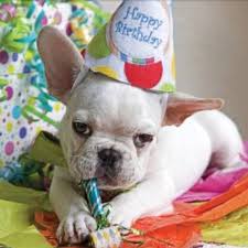 Funny Happy Birthday Wishes In French Happy Birthday French Bulldog Puppy Happy Birthday Dog Happy Birthday Art Happy Birthday Images