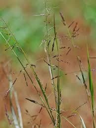 Image result for Panicum monticola