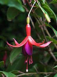 Fuchsia Magellanica Fuchsia Flower Hummingbird Plants Flower Anatomy