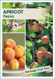 To stimulate growth is necessary pruning of branches in a worse state or old branches, branches that are too close together or crossed. Fruit Trees Apricot Tree Not Fruiting