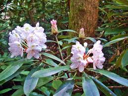 We did not find results for: Mountain Laurel Vs Mountain Ivy Blind Pig And The Acorn