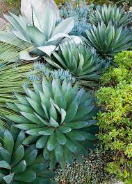 Flair For Drama Low Maintenance Garden Low Maintenance Plants Low Maintenance Landscaping