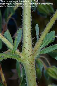 Image result for Trichodesma zeylanicum