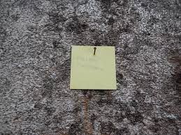 Image result for Platysepalum