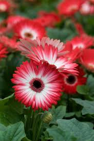 Image result for Gerbera jamesonii
