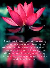 Todays Reflection For You Standing With Appreciation Lovingly Embracing Both The Sunshine And The Rain Lotus Flower Quote Lotus Flower Meaning Flower Quotes