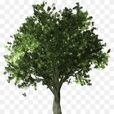 Large collections of hd transparent plant top view png images for free download. Zelkova Png Images Pngwing