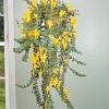 Best drought resistant plants hanging baskets, attractive edible hanging basket choose plants pick rather. Https Encrypted Tbn0 Gstatic Com Images Q Tbn And9gcrelqd2o8oyjyg7by2ww1aicxznmxr Phmelyhegzf Sl9zofay Usqp Cau