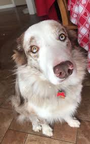 One is the age factor that wears out the kidney tissues and second is unhealthy food. Weratedogs On Twitter This Is Jax He S Been Diagnosed With Lymphoma At Just 3 Years Old Without Treatment He Only Has A Few Months Jax Is Participating In A Clinical Trial To