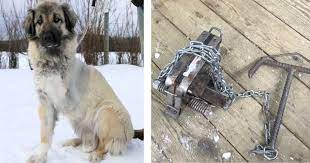 Working dog loses leg after days in trap - The Fur-Bearers