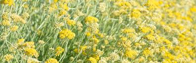 Image result for Helichrysum asperum