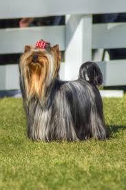 Black And Tan Yorkie Full Grown A Small Gray Black And Tan Yorkshire Terrier Dog Standing On The Grass Having Its Head Coat Braided Yorkshir Terrier Yorkshire Terrier Yorkshire Terrier Dog