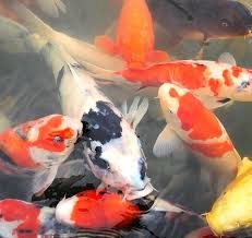 Ponds sometimes develop puzzling conditions. Why Is My Koi Pond Foamy And How To Fix It Pond Informer