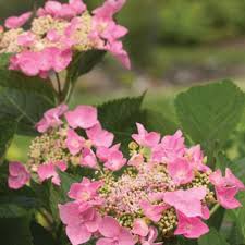 Petaled clusters bloom blue in acidy soil, pink in neutral to alkaline soil. Let S Dance Starlight Bigleaf Hydrangea Hydrangea Macrophylla Proven Winners