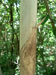 Image result for Oxytenanthera abyssinica