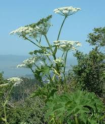 Image result for Heracleum