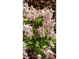 Image result for Pieris japonský bonfire obrázek