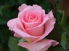 620 Pink Roses Ideas Pink Roses Beautiful Roses Beautiful Flowers New vegas, fallout 3, elder scrolls v: 620 pink roses ideas pink roses