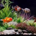 How To Decorate A Fish Tank With Household Items Household Items Fish Tank Household