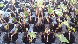 Image result for grapevine cuttings