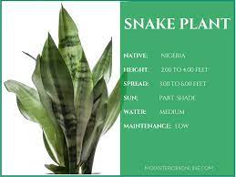Another one of the many health benefits of indoor plants is that they improve cognitive function. Best Houseplants For Your Home Promoting Clean Air And Healthy Living Mod Interiors