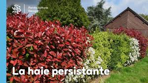 Choisissez parmi des illustrations plante à feuillage persistant sur istock. La Haie Persistante Composee D Arbustes Permaculture Design