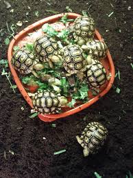 Tiny The Leopard Tortoise Leopard Tortoises