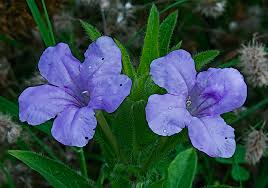 Image result for Ruellia praetermissa