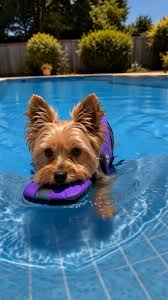 Float Yorkie Life Vest 😍 Available in 6 colors, go grab yours amd secure  your dogs head this summer.