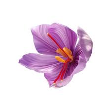 Saffron Flower Bud Open Close Up Seasoning Expensive Saffron On A Saffron Flower Flower Illustration Flower Bud