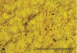 Image result for Delosperma spp.