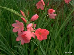 Image result for Hesperantha petitiana