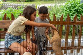 Prefeitura realiza 12.ª Feira de Adoção e reforça compromisso com a causa animal