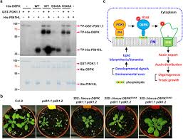 2 распиновка dsi разъема дисплея. A Lipid Code Dependent Phosphoswitch Directs Pin Mediated Auxin Efflux In Arabidopsis Development Biorxiv
