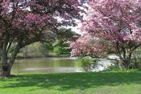 Shop thousands of flowering tree you'll love at wayfair. Where To Watch Trees Bloom In The Milwaukee Area