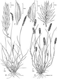 Image result for Agrostis pilgeriana