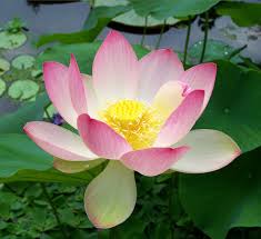Image result for Nymphaea lotus