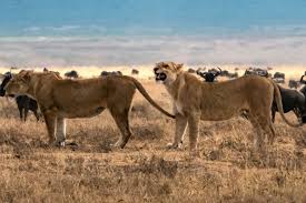 Serengeti National Park - 3D/2N