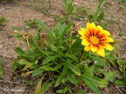 Informations about plants (mature hight, colour Gazania Rigens L Gaertn 1791 Gazania Gazanie Overview