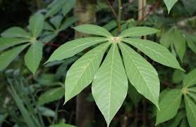Maybe you would like to learn more about one of these? 8 Contoh Daun Menjari Ciri Dan Gambarnya Lengkap Ruangbiologi Co Id